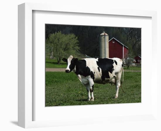 Holstein Cow on a Farm, Belleville, WI-Lynn M^ Stone-Framed Photographic Print