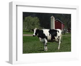 Holstein Cow on a Farm, Belleville, WI-Lynn M^ Stone-Framed Photographic Print