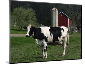 Holstein Cow on a Farm, Belleville, WI-Lynn M^ Stone-Mounted Photographic Print