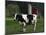 Holstein Cow on a Farm, Belleville, WI-Lynn M^ Stone-Mounted Photographic Print