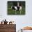 Holstein Cow on a Farm, Belleville, WI-Lynn M^ Stone-Photographic Print displayed on a wall