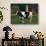 Holstein Cow on a Farm, Belleville, WI-Lynn M^ Stone-Photographic Print displayed on a wall