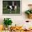 Holstein Cow on a Farm, Belleville, WI-Lynn M^ Stone-Framed Photographic Print displayed on a wall