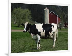 Holstein Cow on a Farm, Belleville, WI-Lynn M^ Stone-Framed Photographic Print