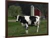 Holstein Cow on a Farm, Belleville, WI-Lynn M^ Stone-Framed Photographic Print