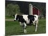 Holstein Cow on a Farm, Belleville, WI-Lynn M^ Stone-Mounted Photographic Print