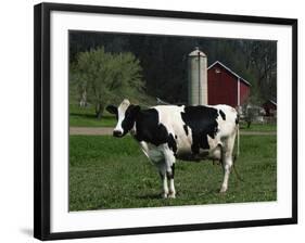 Holstein Cow on a Farm, Belleville, WI-Lynn M^ Stone-Framed Photographic Print