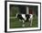 Holstein Cow on a Farm, Belleville, WI-Lynn M^ Stone-Framed Photographic Print