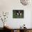 Holstein Cow on a Farm, Belleville, WI-Lynn M^ Stone-Mounted Photographic Print displayed on a wall