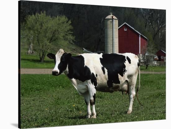 Holstein Cow on a Farm, Belleville, WI-Lynn M^ Stone-Stretched Canvas