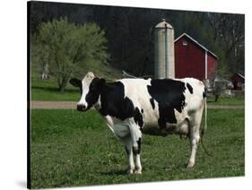 Holstein Cow on a Farm, Belleville, WI-Lynn M^ Stone-Stretched Canvas