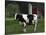 Holstein Cow on a Farm, Belleville, WI-Lynn M^ Stone-Stretched Canvas