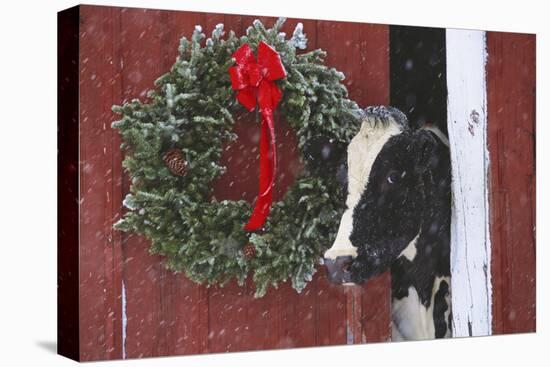 Holstein Cow Portrait with Wreath in Falling Snow, Marengo, Illinois-Lynn M^ Stone-Stretched Canvas