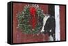 Holstein Cow Portrait with Wreath in Falling Snow, Marengo, Illinois-Lynn M^ Stone-Framed Stretched Canvas