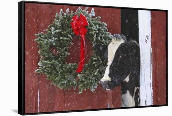 Holstein Cow Portrait with Wreath in Falling Snow, Marengo, Illinois-Lynn M^ Stone-Framed Stretched Canvas