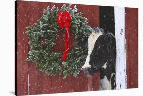 Holstein Cow Portrait with Wreath in Falling Snow, Marengo, Illinois-Lynn M^ Stone-Stretched Canvas