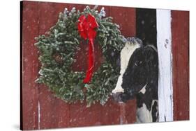 Holstein Cow Portrait with Wreath in Falling Snow, Marengo, Illinois-Lynn M^ Stone-Stretched Canvas