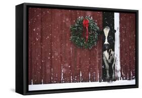 Holstein Cow Standing in Doorway of Red Barn, Christmas Wreath on Barn, Marengo-Lynn M^ Stone-Framed Stretched Canvas