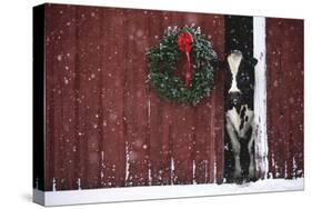 Holstein Cow Standing in Doorway of Red Barn, Christmas Wreath on Barn, Marengo-Lynn M^ Stone-Stretched Canvas