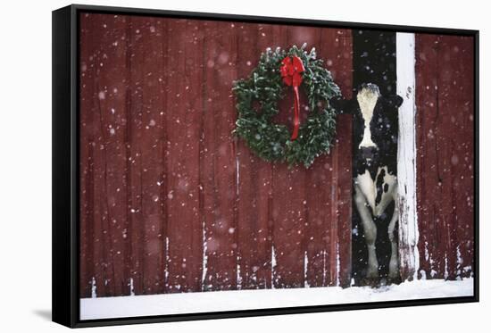 Holstein Cow Standing in Doorway of Red Barn, Christmas Wreath on Barn, Marengo-Lynn M^ Stone-Framed Stretched Canvas
