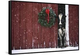 Holstein Cow Standing in Doorway of Red Barn, Christmas Wreath on Barn, Marengo-Lynn M^ Stone-Framed Stretched Canvas