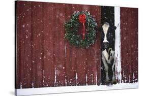 Holstein Cow Standing in Doorway of Red Barn, Christmas Wreath on Barn, Marengo-Lynn M^ Stone-Stretched Canvas