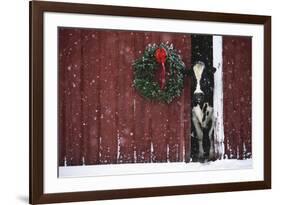 Holstein Cow Standing in Doorway of Red Barn, Christmas Wreath on Barn, Marengo-Lynn M^ Stone-Framed Photographic Print