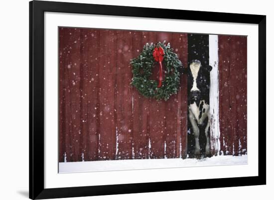 Holstein Cow Standing in Doorway of Red Barn, Christmas Wreath on Barn, Marengo-Lynn M^ Stone-Framed Photographic Print