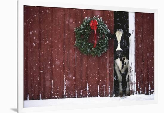 Holstein Cow Standing in Doorway of Red Barn, Christmas Wreath on Barn, Marengo-Lynn M^ Stone-Framed Photographic Print