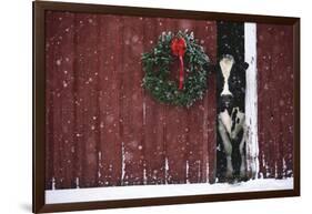 Holstein Cow Standing in Doorway of Red Barn, Christmas Wreath on Barn, Marengo-Lynn M^ Stone-Framed Photographic Print