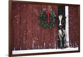 Holstein Cow Standing in Doorway of Red Barn, Christmas Wreath on Barn, Marengo-Lynn M^ Stone-Framed Photographic Print