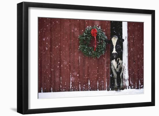 Holstein Cow Standing in Doorway of Red Barn, Christmas Wreath on Barn, Marengo-Lynn M^ Stone-Framed Photographic Print