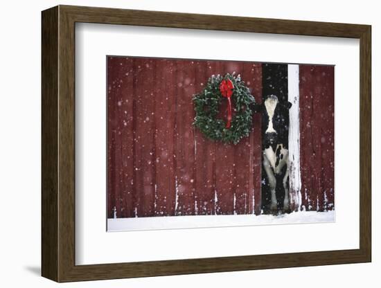 Holstein Cow Standing in Doorway of Red Barn, Christmas Wreath on Barn, Marengo-Lynn M^ Stone-Framed Photographic Print