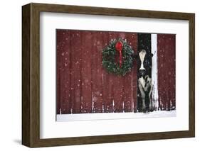 Holstein Cow Standing in Doorway of Red Barn, Christmas Wreath on Barn, Marengo-Lynn M^ Stone-Framed Photographic Print