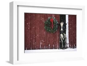 Holstein Cow Standing in Doorway of Red Barn, Christmas Wreath on Barn, Marengo-Lynn M^ Stone-Framed Photographic Print