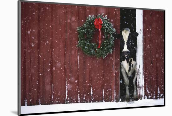 Holstein Cow Standing in Doorway of Red Barn, Christmas Wreath on Barn, Marengo-Lynn M^ Stone-Mounted Photographic Print