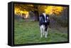 Holstein Cow Standing in Pasture with Background of October Sugar Maples, Granby-Lynn M^ Stone-Framed Stretched Canvas