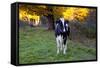 Holstein Cow Standing in Pasture with Background of October Sugar Maples, Granby-Lynn M^ Stone-Framed Stretched Canvas