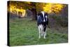 Holstein Cow Standing in Pasture with Background of October Sugar Maples, Granby-Lynn M^ Stone-Stretched Canvas