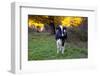 Holstein Cow Standing in Pasture with Background of October Sugar Maples, Granby-Lynn M^ Stone-Framed Photographic Print