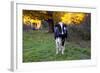Holstein Cow Standing in Pasture with Background of October Sugar Maples, Granby-Lynn M^ Stone-Framed Photographic Print