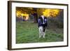 Holstein Cow Standing in Pasture with Background of October Sugar Maples, Granby-Lynn M^ Stone-Framed Photographic Print