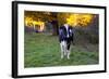 Holstein Cow Standing in Pasture with Background of October Sugar Maples, Granby-Lynn M^ Stone-Framed Photographic Print