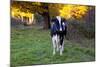 Holstein Cow Standing in Pasture with Background of October Sugar Maples, Granby-Lynn M^ Stone-Mounted Photographic Print
