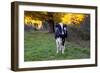 Holstein Cow Standing in Pasture with Background of October Sugar Maples, Granby-Lynn M^ Stone-Framed Photographic Print