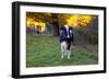 Holstein Cow Standing in Pasture with Background of October Sugar Maples, Granby-Lynn M^ Stone-Framed Photographic Print