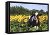 Holstein Cow Standing in Sunflowers, Pecatonica, Illinois, USA-Lynn M^ Stone-Framed Stretched Canvas