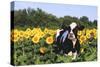 Holstein Cow Standing in Sunflowers, Pecatonica, Illinois, USA-Lynn M^ Stone-Stretched Canvas