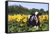 Holstein Cow Standing in Sunflowers, Pecatonica, Illinois, USA-Lynn M^ Stone-Framed Stretched Canvas