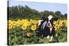 Holstein Cow Standing in Sunflowers, Pecatonica, Illinois, USA-Lynn M^ Stone-Stretched Canvas